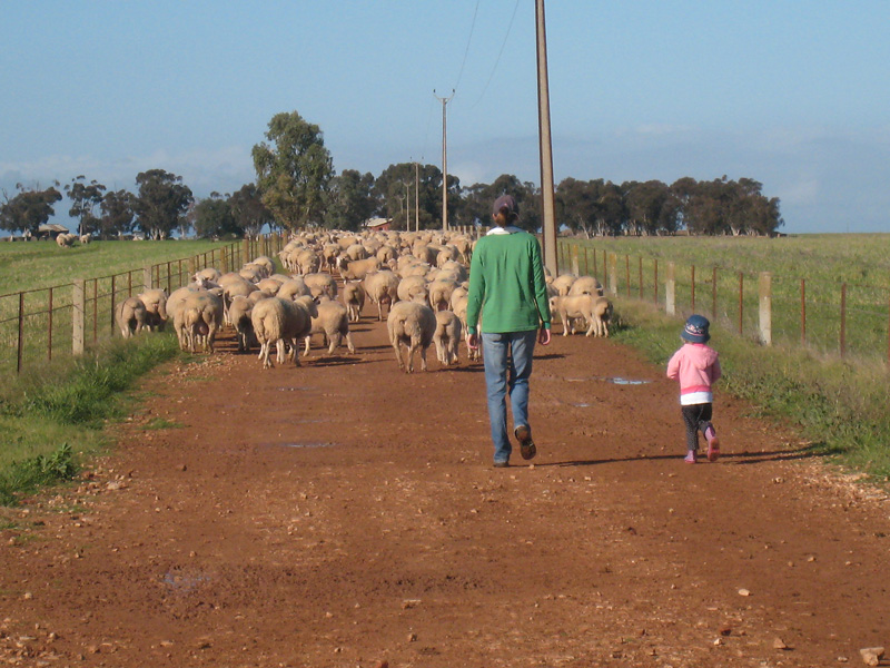 The fourth generation Fischer, Troy, as an 11 year old convinced his father Brian to purchase a stud ram and some ewes from Allendale White Suffolk Stud in 1988.