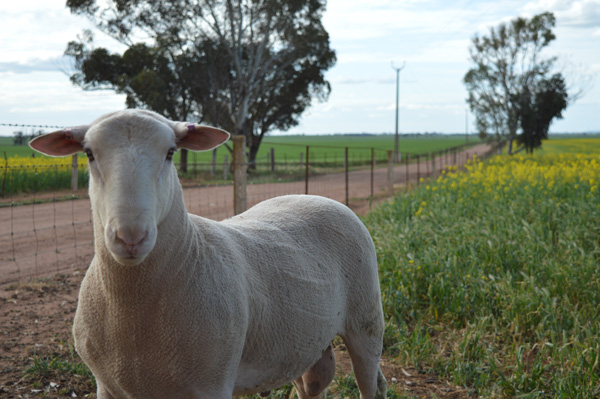 Single-Ram-Calendar Ashmore White Suffolk Semen Sires