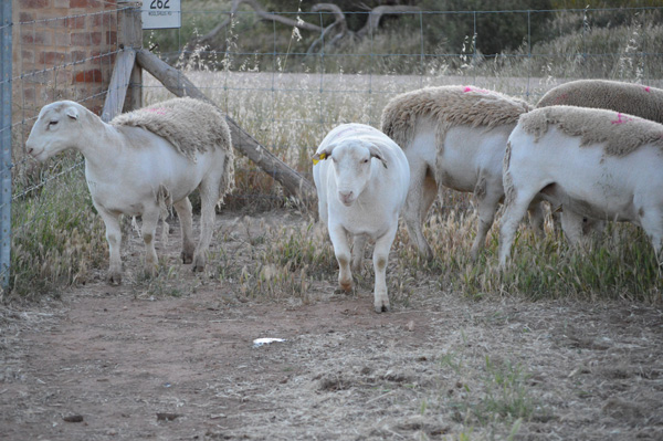 Ashmore UltraWhites