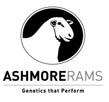 Ashmore Rams | Genetics That Perform