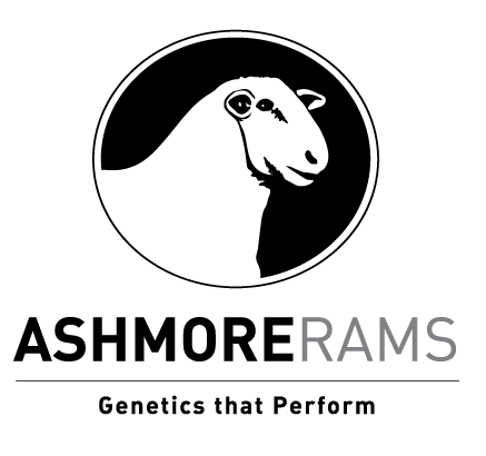 Ashmore Rams | White Suffolk & Ultra White Sheep | SA