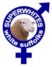 superwhites Superwhites White Suffolks