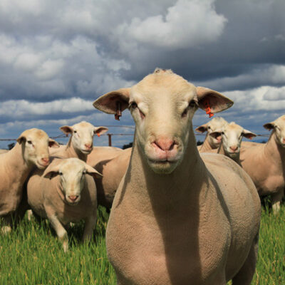 Ashmore White Suffolks